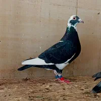 پلاکی ماده اردن