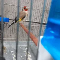 سهره نر آنتیک قرص بخون