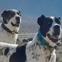 سگ درشت نر و ماده