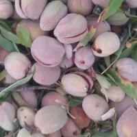 فروش بادام منقا(پوست دندانی ) درجه یک عالی