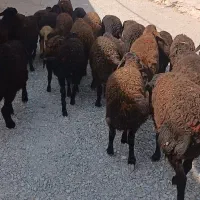 فروش بره نر