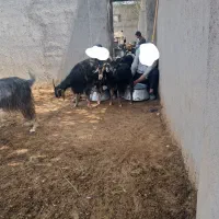 بز جوان کردی وسنگسر