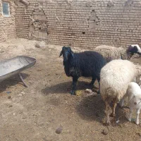 بره نر همو