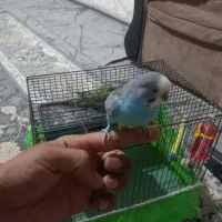 مرغ عشق