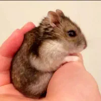 یدونه همستر کَمپِل