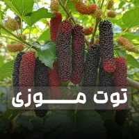 فروش انواع توت با ضمانت و گیرایی