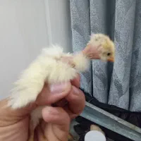 جوجه گردن لخت و معمولی