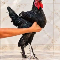 جوجه  اصیل ایرانی