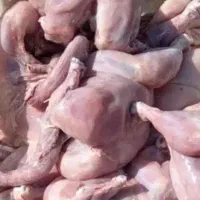 تلفات مرغ گوشتی تمیز کرده جهت حیوانات