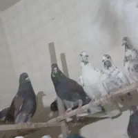 کبوتر جدید رسید.