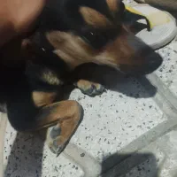 سگ.