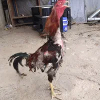 خروس لاری