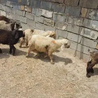 فروش 8 عدد بره زفی