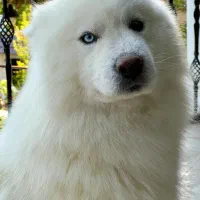 سگ سامویید اصیل، نر، چشم دورنگ - Heterochromia)