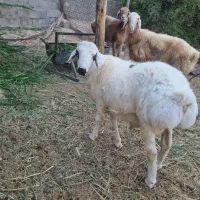 بره نر ۶ ماهه