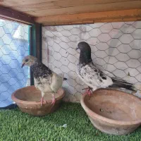 سه جفت کفتر پاکستانی