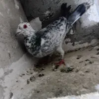 مسافتی|پرنده|اردبیل, |دیوار