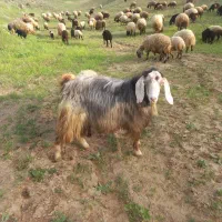 بزنر نژاد عربی