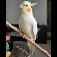 طر*ح*  مهر*بانی