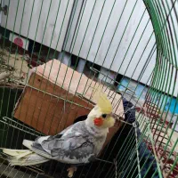 یه جفت عروس هلندی با جوجه و قفس