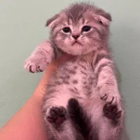 اسکاتیش بلو گلد ay11 نر