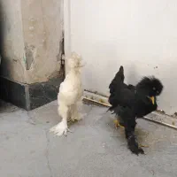 جوجه کاکلی سلطان