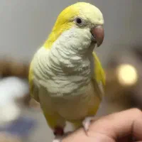 راهب ماده لوتینو  فنچ نرگسی فالو کوتوله