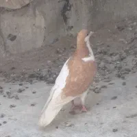 نر راست زرد