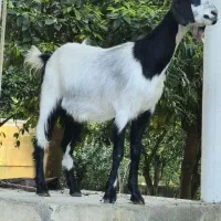 بز پاکستانی ماده