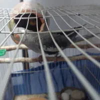 عروس جوجه ۵۰روزه دستی فول ...مولد