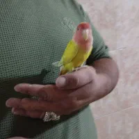 طوطی|پرنده|باغستان, |دیوار