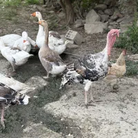 غاز خروس
