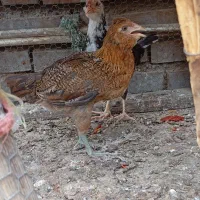 سلام خوبین