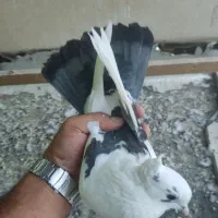 کفتر