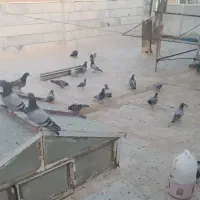 سبز آلمانی پلاکی