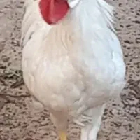 خروس جون ۵ماهه