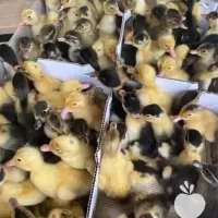 تعداد ۴ عدد اردک یک ماهه