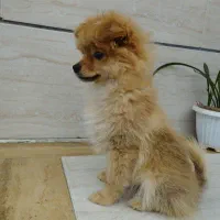 سگ پامرخرسی عروسکی