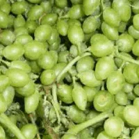 غوره انگور  کشمش