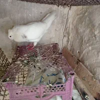 کبوتر
