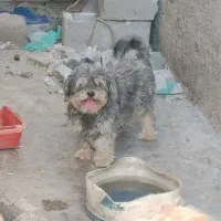 سگ شیتزو فلت