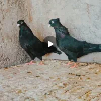 زاغ کلاهی بازیکن معاوضه