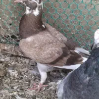 سه تا جوجه تازه دونخور