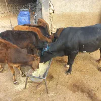 فروش ۶ راس گوساله