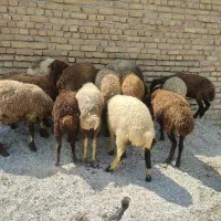 به خدا پول لازمم