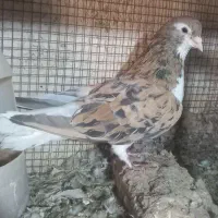 ساده هفترنگ زرد افشون ساده زرد کبوتر شهری شیرازی