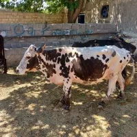 گاوه قربانی