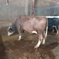 سمنتال گوشتی