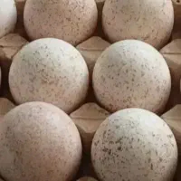 تخم بوقلمون