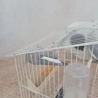 دو تا عروس هلندی  + وسایل